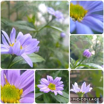 紫チーム✨の画像 by *hiro*さん | ミヤコワスレと庭パトと紫チーム✨とおうち園芸とマクロ撮影と♯マクロ撮影と♯和の趣きと花のある暮らしと♯うなじLove❣️と♯コラージュ