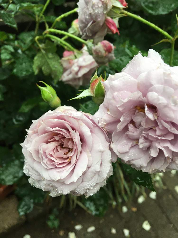 薔薇 ノヴァーリスの投稿画像 By クサガメかめこさん マイ ローズガーデンとバラの庭 21月5月21日 Greensnap グリーンスナップ