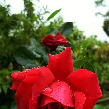 ジャングルの投稿画像一覧 Greensnap グリーンスナップ