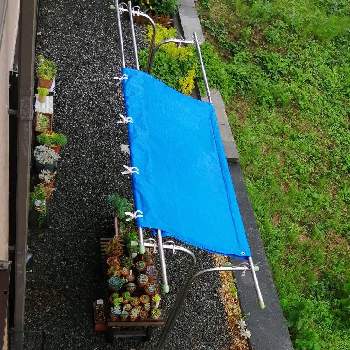 雨避けの画像 by kiraraさん | 小さな庭と梅雨と雨避けとブルーシート