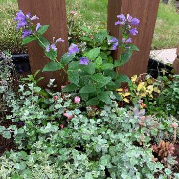 ヘリクリサム ペティオラレの投稿画像一覧 Greensnap グリーンスナップ