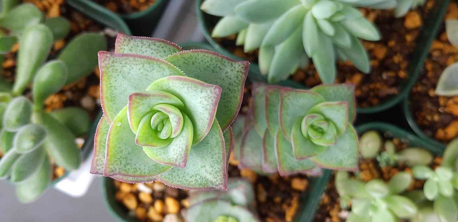 1621566706462_604982_20210521_