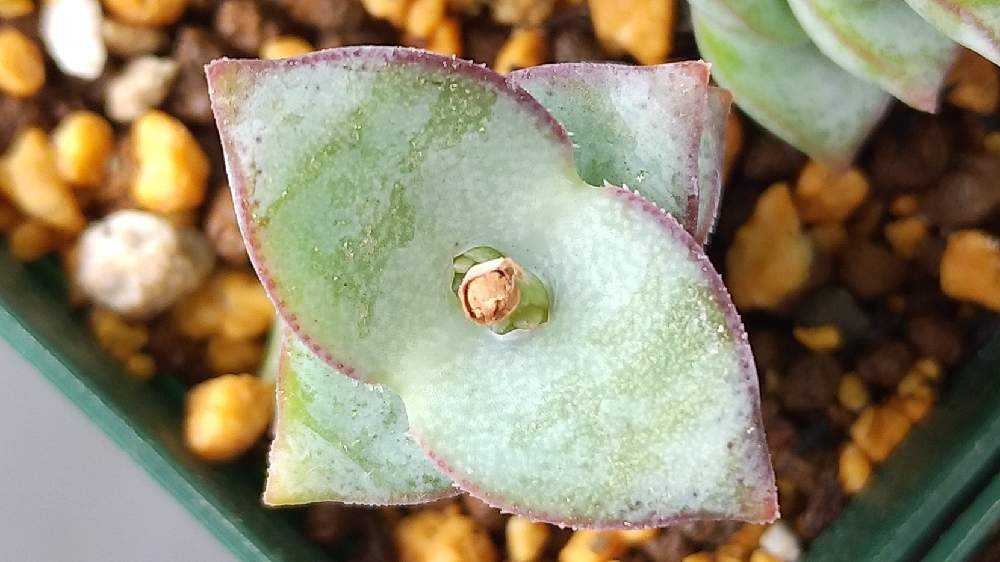 星の王子❇新芽の観察｜🍀GreenSnap（グリーンスナップ）