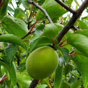 梅の花の投稿画像一覧 Greensnap グリーンスナップ