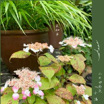 M's Ajisai( Hydrangea)の画像 by 美野美谷さん | 広い庭と雨の庭と二十四節気と緑葉 風知草と山紫陽花  紅とM's Ajisai( Hydrangea)と季節の巡り・二十四節気
