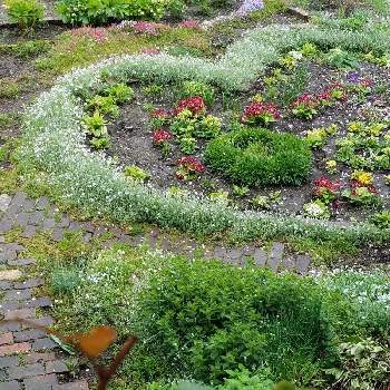 mi～ハートコーナーの花たちの画像 by mimimintさん | 小さな庭とセラスチウムと海辺の庭とmi～ハートコーナーの花たちとユーミンつながり