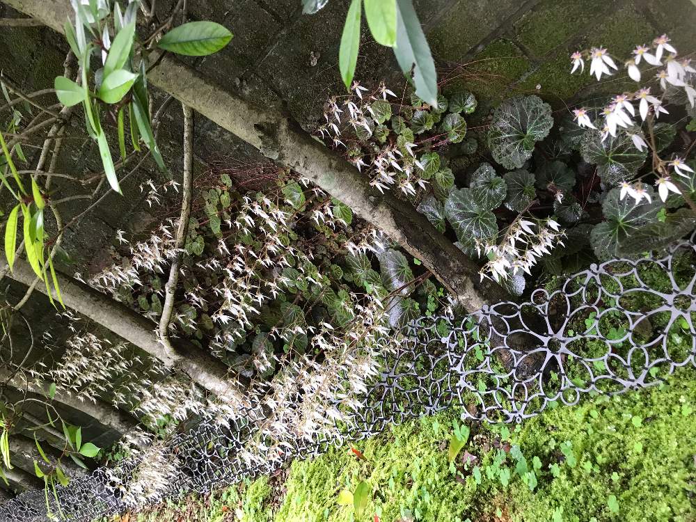小さな庭の画像 by botanさん | 小さな庭とユキノシタとレッドロビンとシェードガーデンと白いお花