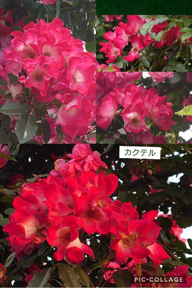 田村一「薔薇」 栃木大田会｜こだわりの薔薇 - 株式会社大田花き