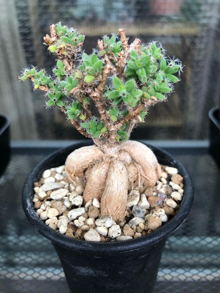 レア古株大株多肉植物 トリコディアデマ・ブルボスム 姫紅小松 抜き苗2