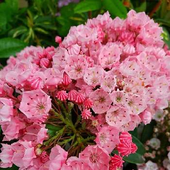 カルミア サラの投稿画像一覧 Greensnap グリーンスナップ