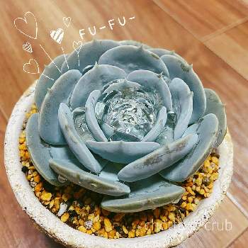 水を弾くイイ女の投稿画像一覧 Greensnap グリーンスナップ