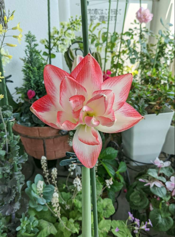 アマリリスの投稿画像 By ジュリアーノさん オキザリスとシクラメンとティアレラとバラと柏葉紫陽花と葉牡丹の花とアの付く植物とティアレラ とばら バラ 薔薇とオレンジ色の花と柏葉紫陽花 とアマリリス とピンクワールドへ ようこそと花のある暮らしと白い花と