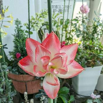 葉牡丹の花の投稿画像一覧 Greensnap グリーンスナップ