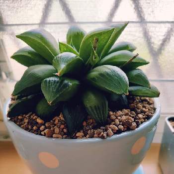 ハオルチア レツーサ 寿の投稿画像一覧 Greensnap グリーンスナップ