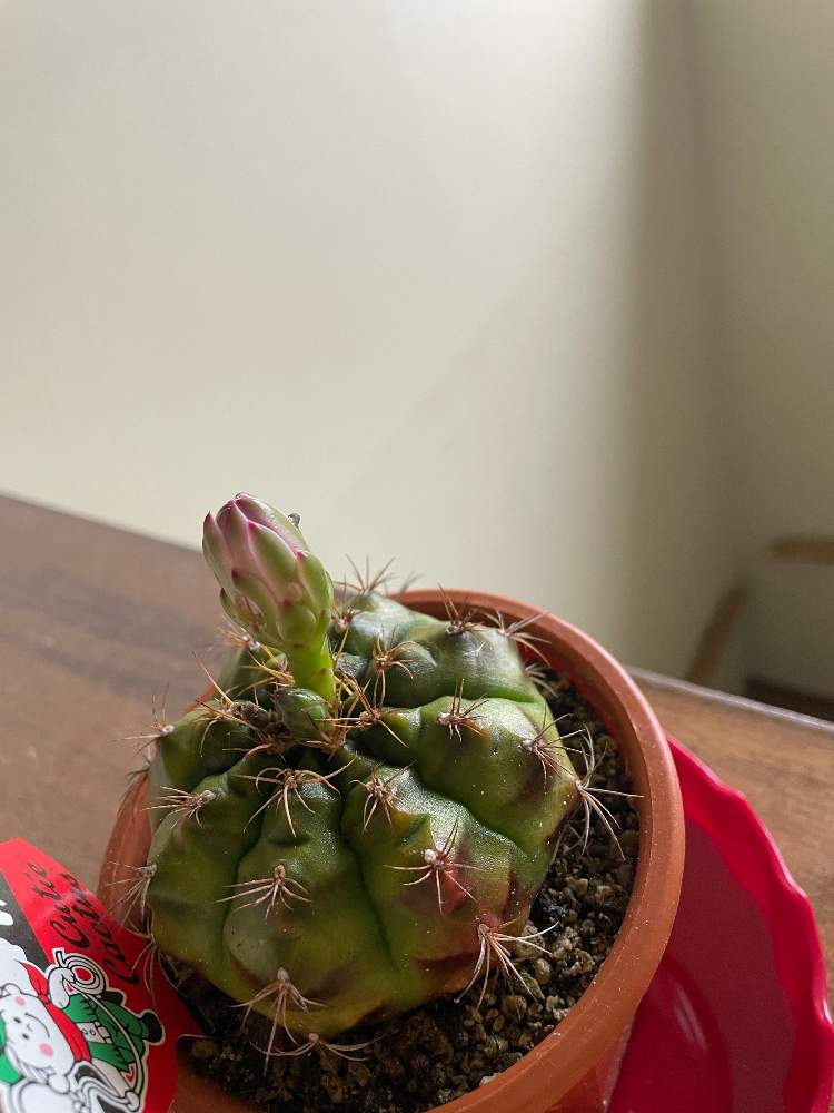 ナメクジから避難 Greensnap グリーンスナップ