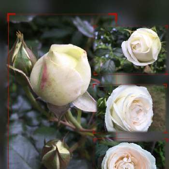 バラ ブラン ピエール ドゥロンサールの投稿画像一覧 Greensnap グリーンスナップ