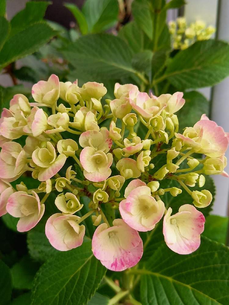 紫陽花の投稿画像 By ななみんさん 可愛いお花と優しい色とお花のある暮らしとおうち園芸とバルコニー ベランダと紫陽花舞姫と可愛いお花と優しい色とお花のある暮らしとおうち園芸と紫陽花舞姫 21月5月21日 Greensnap グリーンスナップ Greensnap