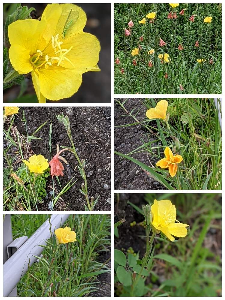 マツヨイグサの投稿画像 By やまりんさん かわいい雑草と散歩道と美しき小さな雑草の花図鑑と河辺と美しき小さな雑草の花たちとお出かけ先とかわいい雑草 と散歩道と美しき小さな雑草の花図鑑と河辺と美しき小さな雑草の花たち 21月5月21日 Greensnap グリーン