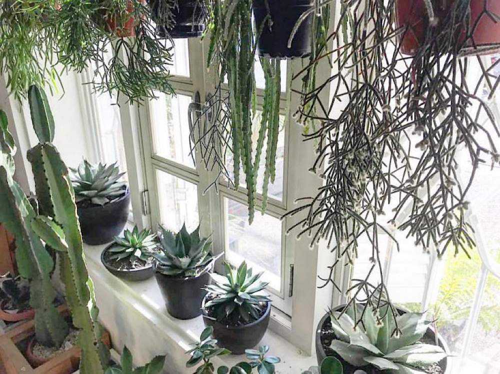 アガベ ロゼット型 多肉植物 鉢の向きを変えるだけでロゼットが整う？植物の成長バランスを