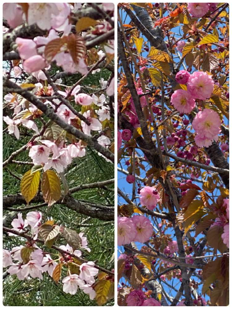 ピンク色の花 の投稿画像 By Charkunさん 北海道の景色とエゾヤマザクラのはなと公園と街路樹と北海道と釧路八重と釧路八重桜 21月5月21日 Greensnap グリーンスナップ