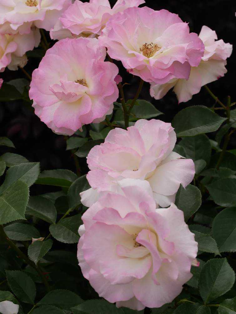 21 5 12花菜ガーデン ローズフェスティバル パート1 Greensnap グリーンスナップ