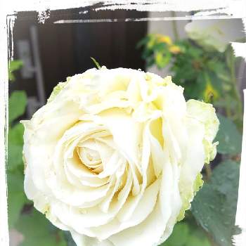 バラわかなの画像 by リベカさん | 小さな庭とばら バラ 薔薇とバラわかなとお花大好きと元気もらえるとお花のある生活