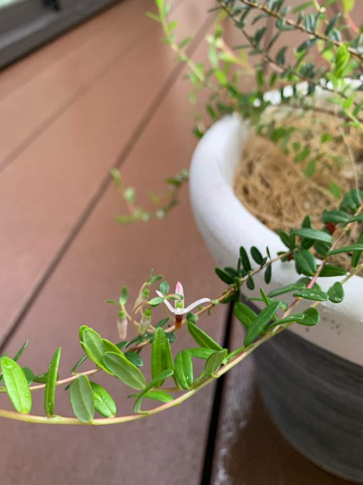 クランベリーの投稿画像 By はちはちはっちさん 開花と花と緑のある暮らしと小さな花壇 とおうち園芸とつぼみとガーデニング初心者とガーデニングと小さな小さな庭と園芸初心者とお花好きの人と繋がりたいとクランベリーの花 21月5月21日 Greensnap グリーン