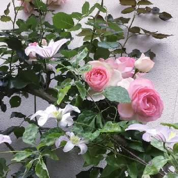新枝咲きの画像 by オードリーさん | 小さな庭と強剪定クレマチスと自慢のバラ_2021とピンクの薔薇と新枝咲きとつるバラとピエールドロンサール.