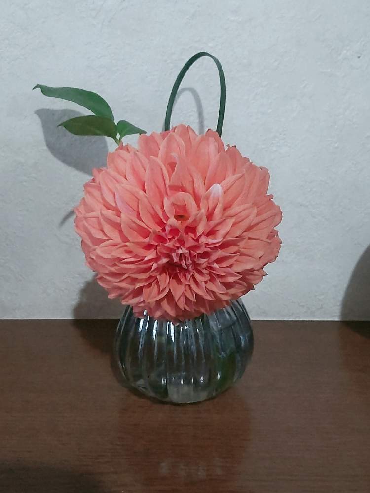 ダリアの投稿画像 By ハイオクさん ソケイとスチールグラスと花のある暮らしと魔法の花瓶 21月5月21日 Greensnap グリーンスナップ