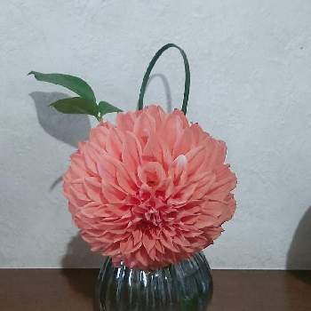 ソケイの投稿画像一覧 Greensnap グリーンスナップ