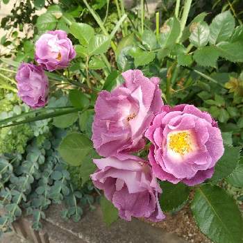 バラ ブルーフォーユーの投稿画像一覧 Greensnap グリーンスナップ