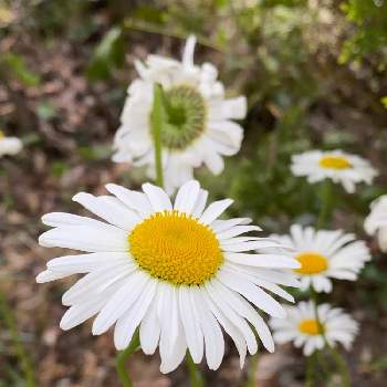 ジョチュウギクの投稿画像一覧 Greensnap グリーンスナップ