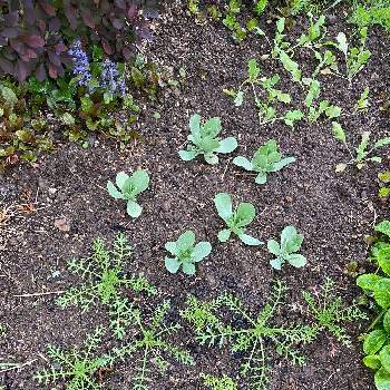 ニゲラ アフリカンブライドの投稿画像一覧 Greensnap グリーンスナップ