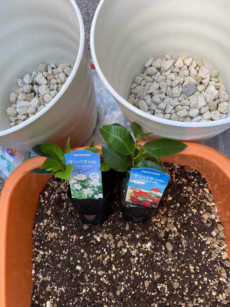 サンパラソル 成長するまで Greensnap グリーンスナップ