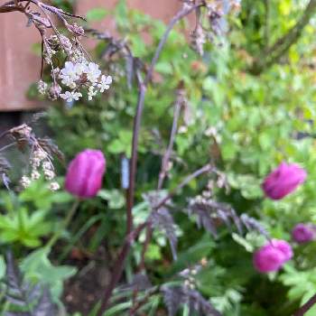 アンスリスクス ラベンスウィングの投稿画像一覧 Greensnap グリーンスナップ