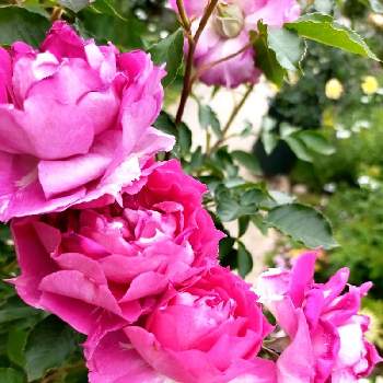 バラ シェエラザードの画像 by ちけさん | 小さな庭と薔薇とシェエラザードとバラ シェエラザードとばら バラ 薔薇と金曜ローズショーと癒しの花と美しい✨✨と花のある暮らしとロサオリエンティスと花が好きと薔薇大好きと良い香りとばらに魅せられて