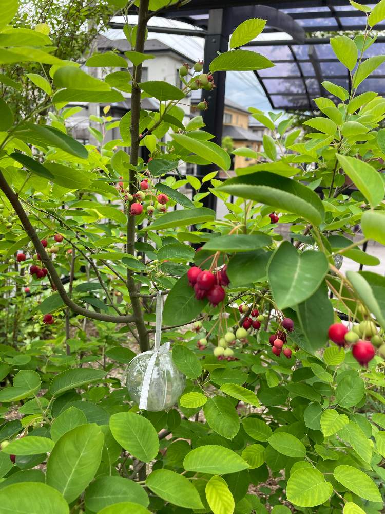 ジューンベリーの実 初収穫 Greensnap グリーンスナップ