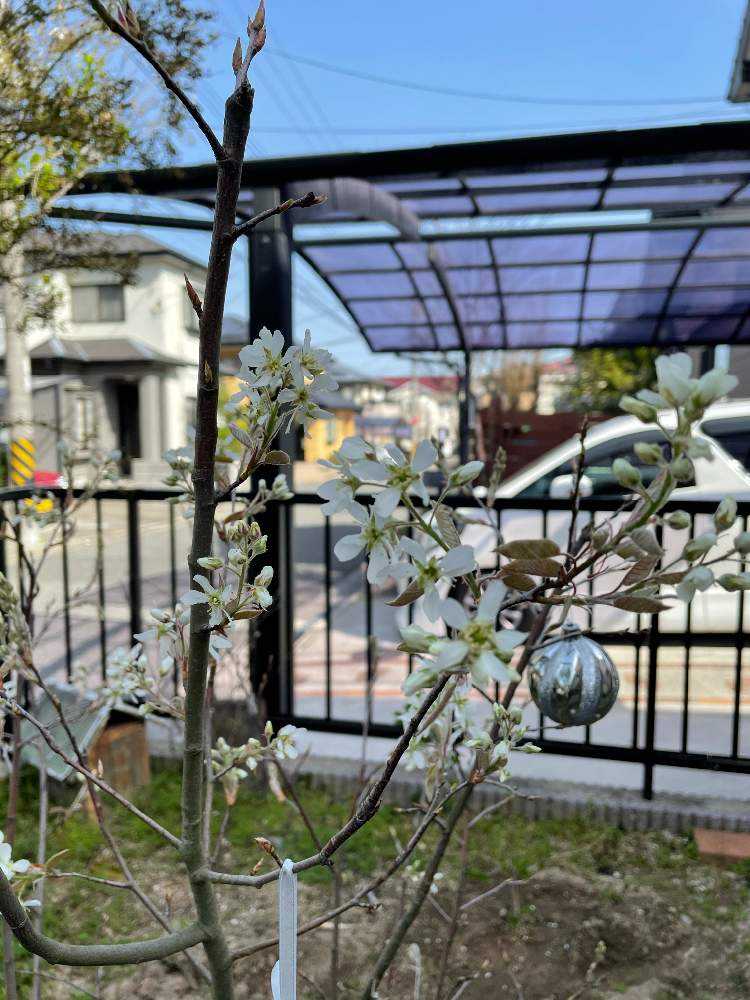 ジューンベリーの実 初収穫 Greensnap グリーンスナップ