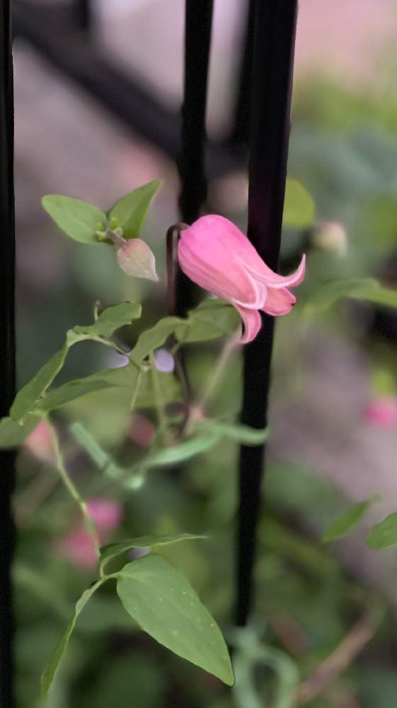 春日井園芸センターの投稿画像 By くろごまねこさん 春日井とクレマチス ソネット とクレマチス ベル型と壺型クレマチスとクレマチス大好き 21月5月21日 Greensnap グリーンスナップ