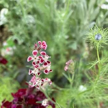 ずっといたい場所の画像 by ブルーグレーさん | 小さな庭とシレネ ガリカと宿根草だいすきと小さい庭とずっといたい場所と癒しの庭とガーデニングと小花好きと庭…ガリカ