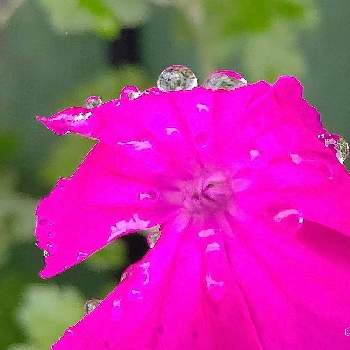 花は・花は・花は咲くの画像 by PONJIさん | Myアルバムと㊗️ピカピカさん1000picと㊗️じゅんさん3400picと雨粒キラキラ✨としずくとお気に入りと花は・花は・花は咲くと新型コロナウィルスに負けるなとスイセンノウ☆とウキウキわくわく♪とチーム岐阜とがんばろう1.17と雨粒と㊗️hydrangea1112さん300picと花のある暮らしと今日も一日お元気でと被災地にエールを…。とGSアダルトチームと雨粒マジックと雨粒アート