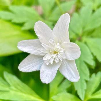 八重イチゲの投稿画像一覧 Greensnap グリーンスナップ