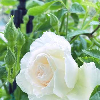 つるバラ サマースノーの画像 by RARAさん | テラスとつるバラ サマースノーとばら バラ 薔薇と幸せにな〜る◡̈❁とサマースノー♥︎︎∗︎*ﾟとhappy♡とバラ 鉢植えとありがとう◡̈❁と香りフェチと薔薇♪