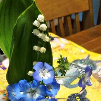 スズラン♡の画像 by 黒ねこさん | キッチンとニャンニャン祭りとGSの繋がりに感謝♡とスズラン♡とねこグッズと庭の花と青い花とはなのある暮らしと ネモフィラと玄関のお花と白い花と黒にゃんこ隊