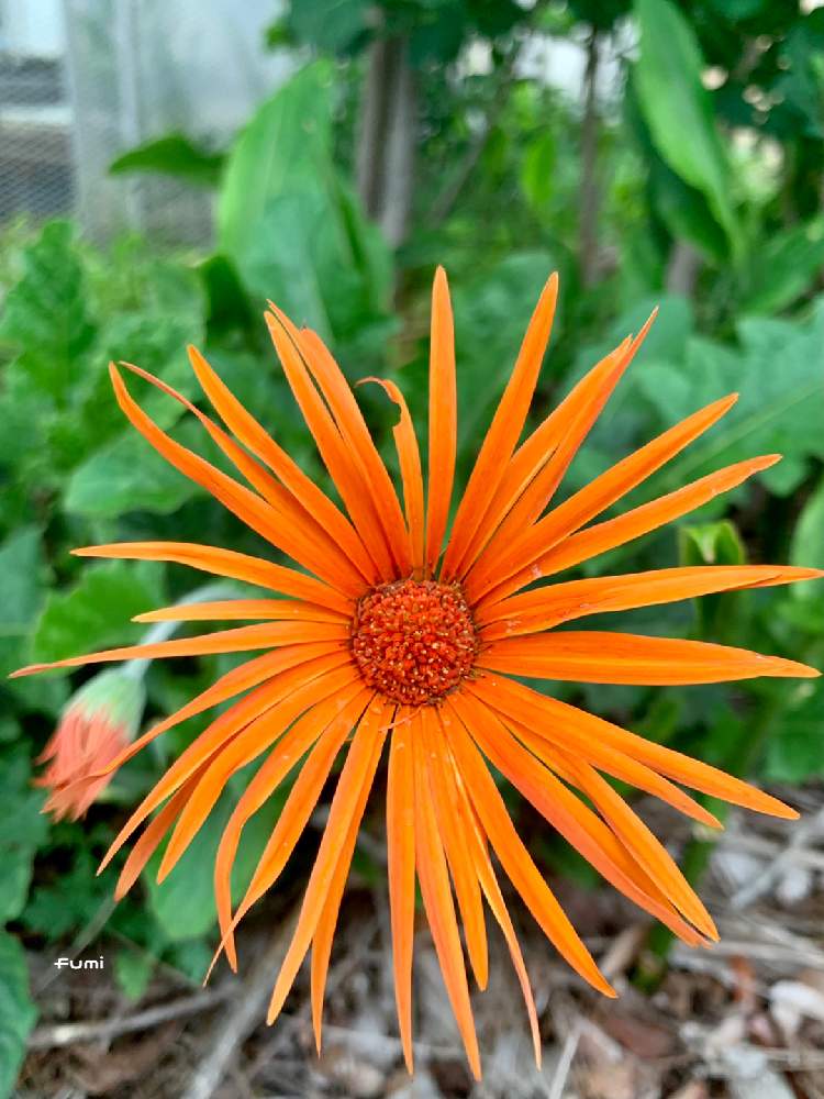 ガーベラの投稿画像 By Fumiさん 可愛い と花のある風景と暮らしに癒しをと花パトロール 21月5月22日 Greensnap グリーンスナップ