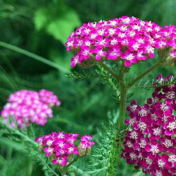 アキレアの花の投稿画像一覧 Greensnap グリーンスナップ