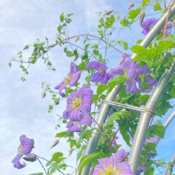 クレマチス エミリア プラターの画像 by さぁやさん | 小さな庭とクレマチス エミリア プラターと元気をもらうものとクレマチス♬と花に魅せられてと可愛すぎる♡と花のある暮らしとクレマチス 鉢植え