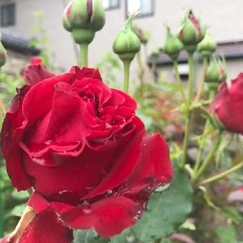 真っ赤な薔薇の花の画像 by くるみさん | 小さな庭と自慢のバラ_2021と癒しとGS映えと清楚とGSのみなさんに感謝♡と揺れる花と綺麗と赤い花といい香りと真っ赤な薔薇の花と薔薇♪と赤い薔薇♡と素敵とTHE薔薇