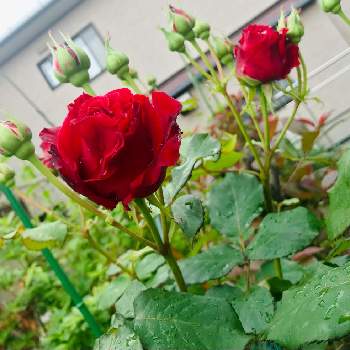 真っ赤な薔薇の花の画像 by くるみさん | 小さな庭と春のお花と自慢のバラ_2021とGSのみなさんに感謝♡と揺れる花と綺麗と赤い花といい香りと真っ赤な薔薇の花と薔薇♪と赤い薔薇♡と素敵