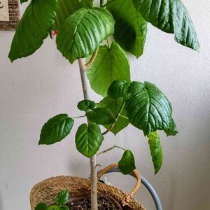 100均観葉植物,みどりのある暮らし, ウンベラータ,鉢植え✨,葉っぱ いいなぁの画像